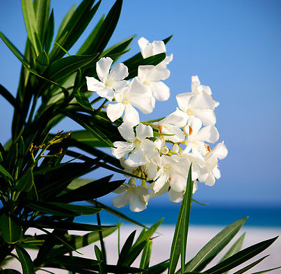 Oleanders, how to propagate and important information about the dangers of pruning them